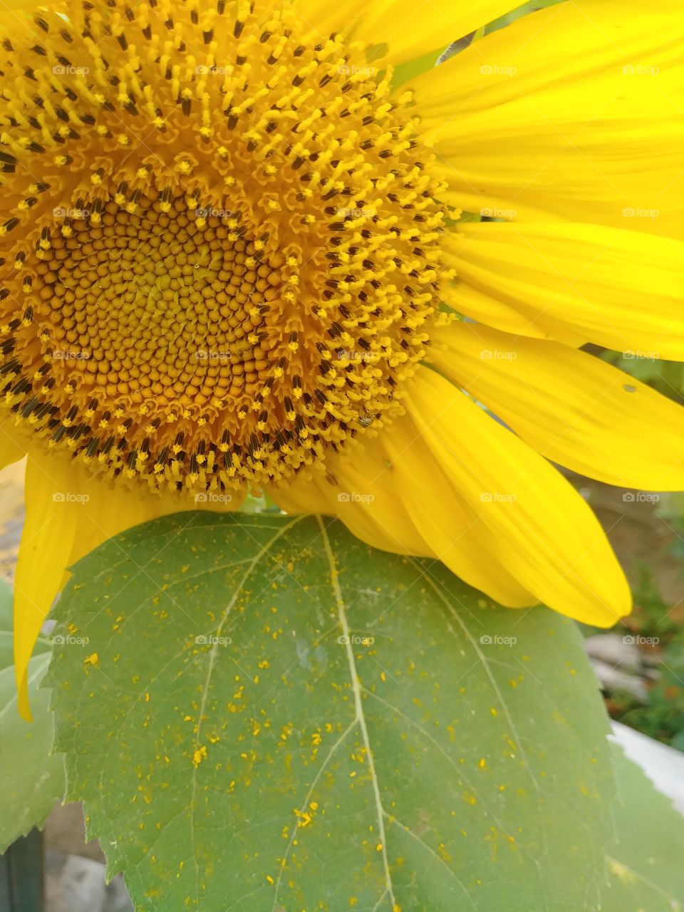 Giant yellow sunflower seed head closeup with green leaf and very nice petals