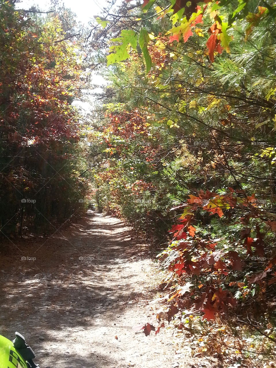 Foliage Walk