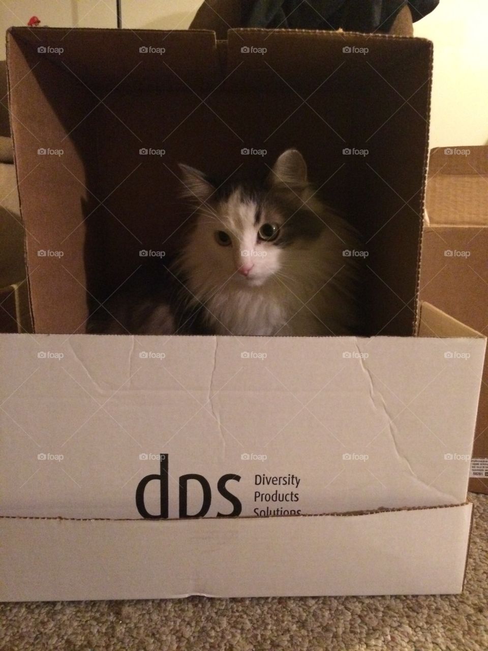I love to play in my box fort!