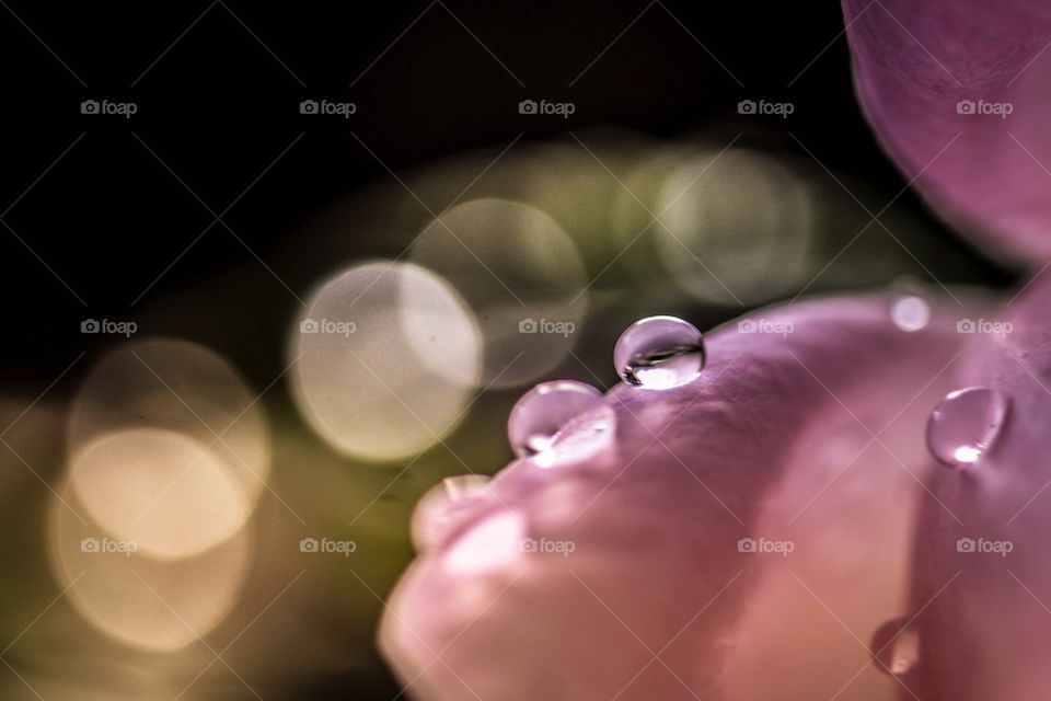 Delicate rose macro drop