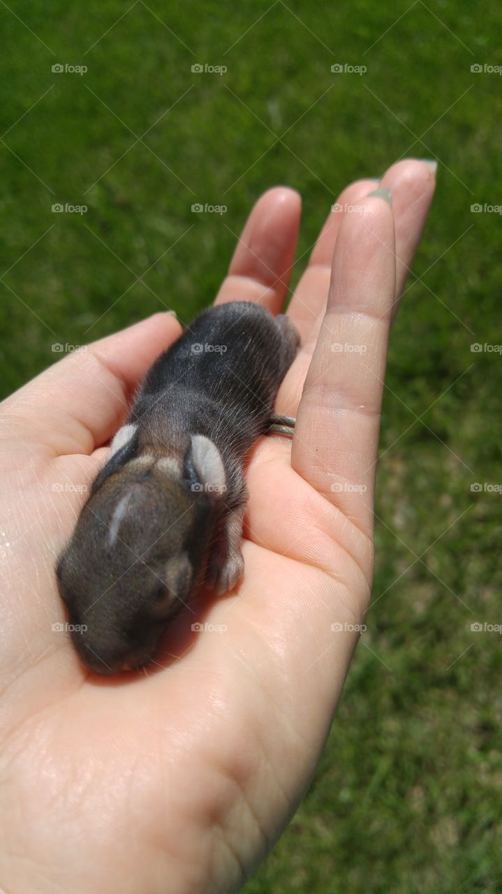newborn baby bunny that I saved from our dogs mouth