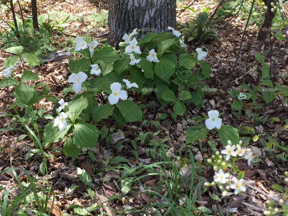 Trillium