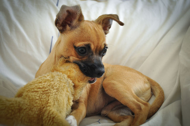 Happy dog