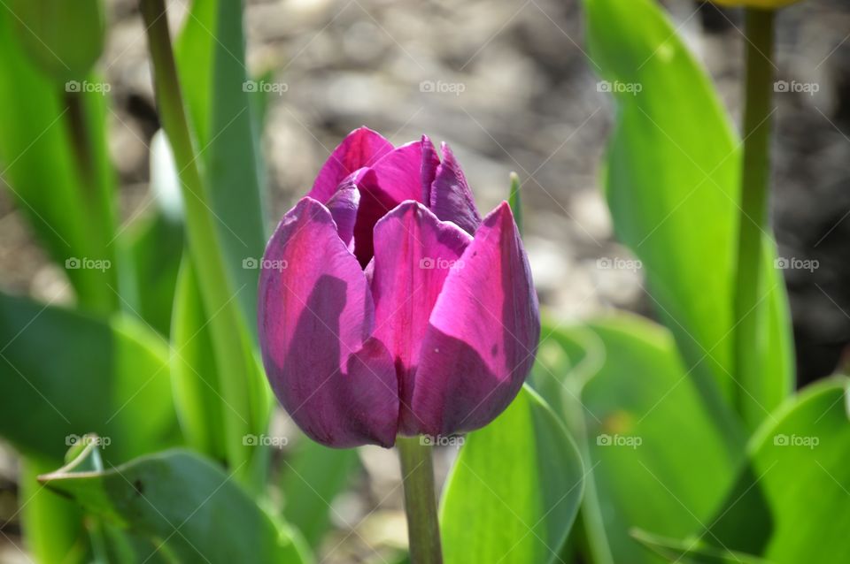 Tulip Power