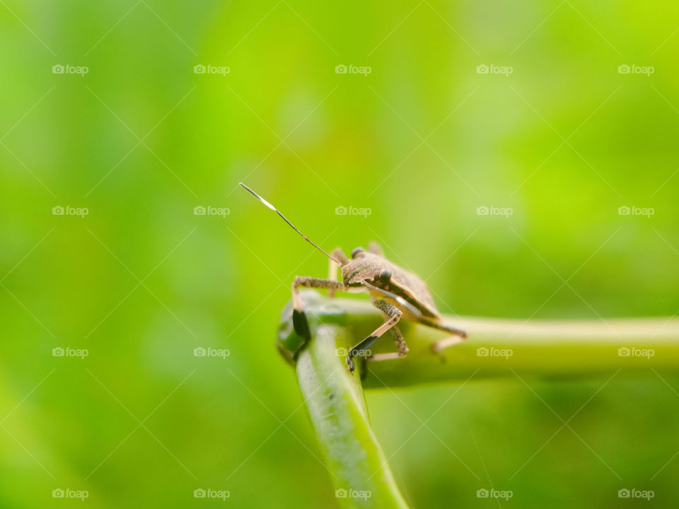 Insects on tree trunks.