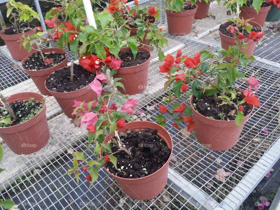 Greenhouse, Pot, Garden, Flora, Flower