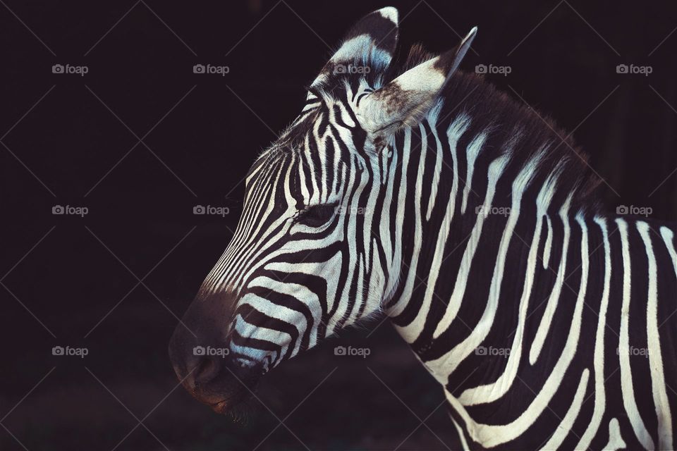 #beautiful #zebra #animals