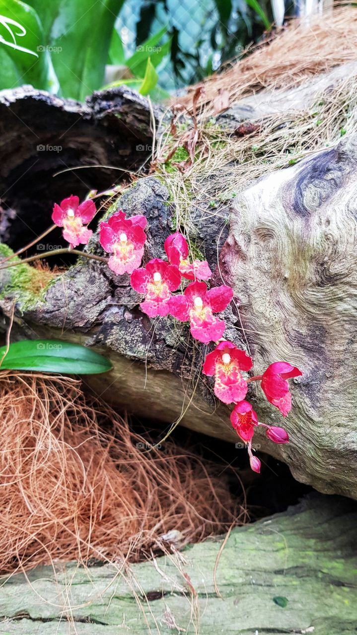 Cairns Botanical Gardens