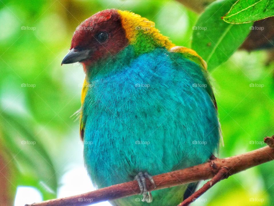 Brilliantly Colored Bird Of Paradise On The Rainforest
