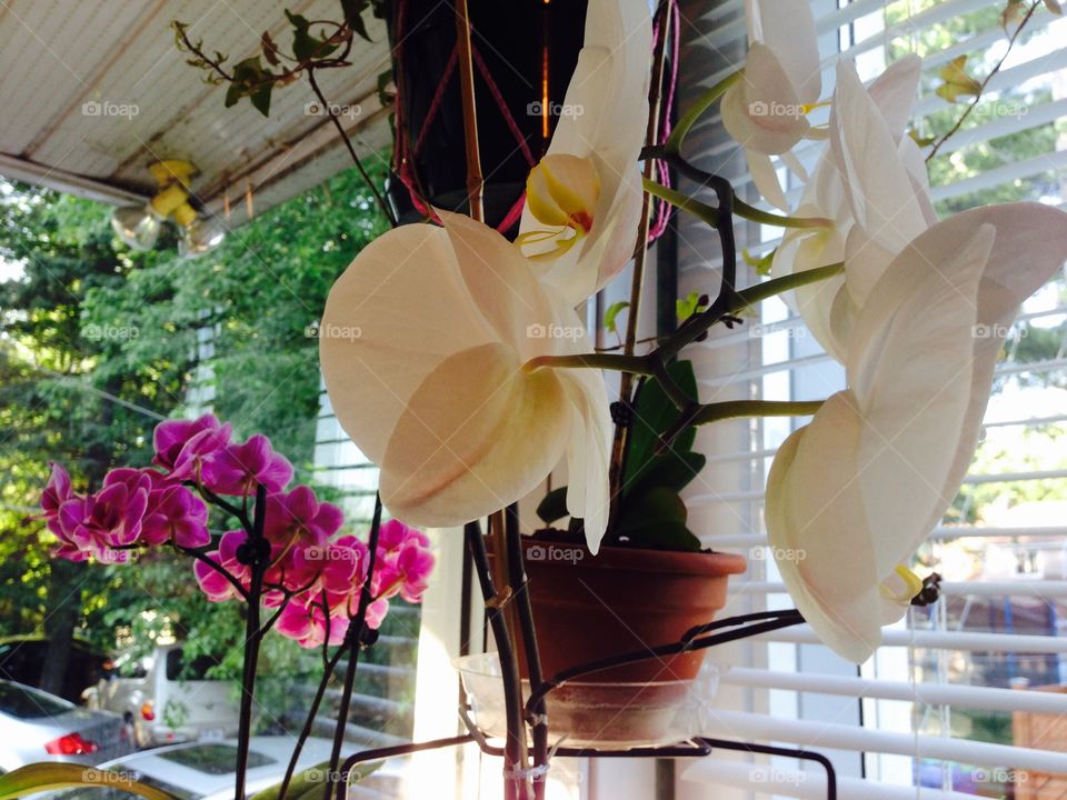 Fucsia and white orchids 