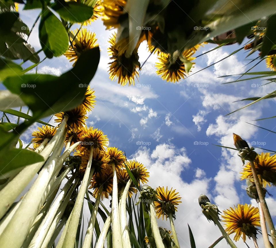 an original photo of a wild field, namely green grass and yellow dandelion buds