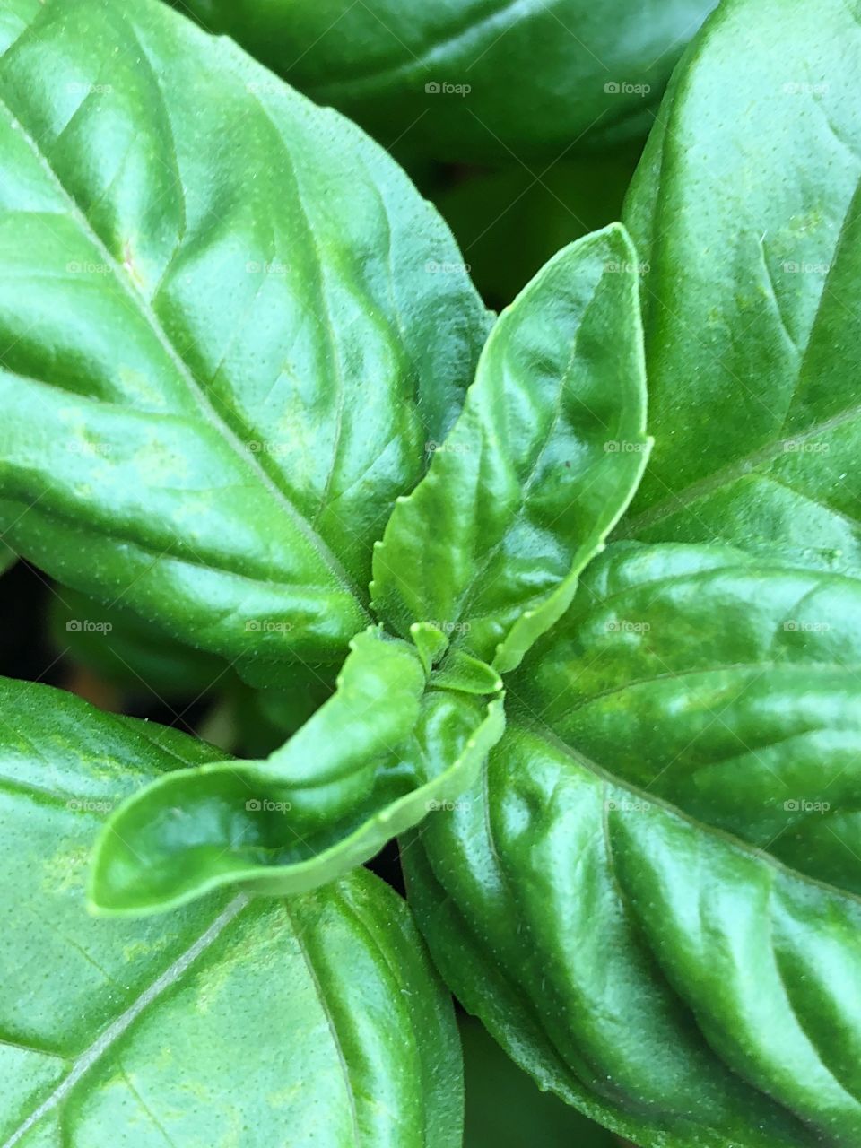 Basil leaves 