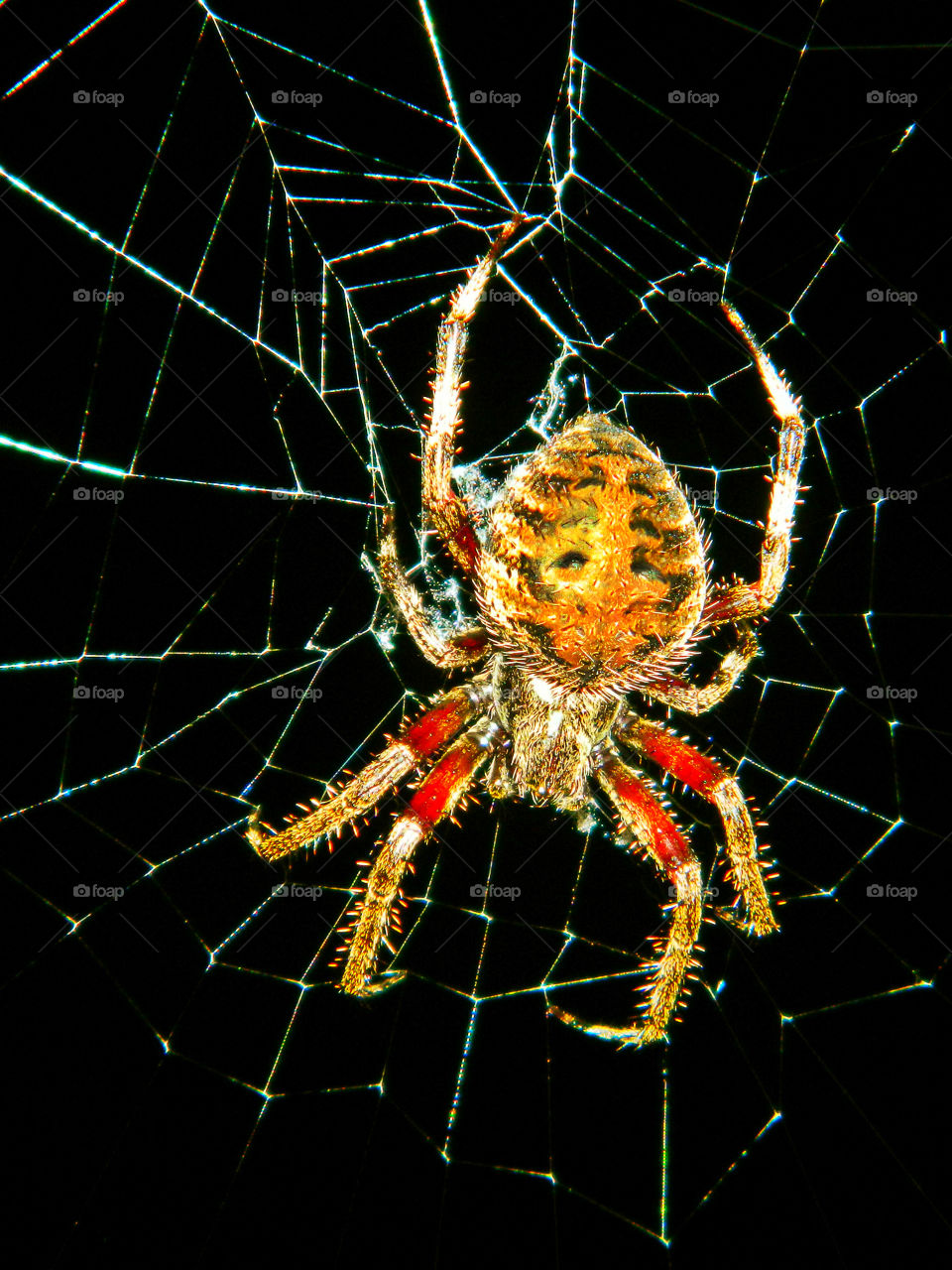This spider builds its nest at night and destroys before morning! Intriguing, at most! Don't know where it goes!