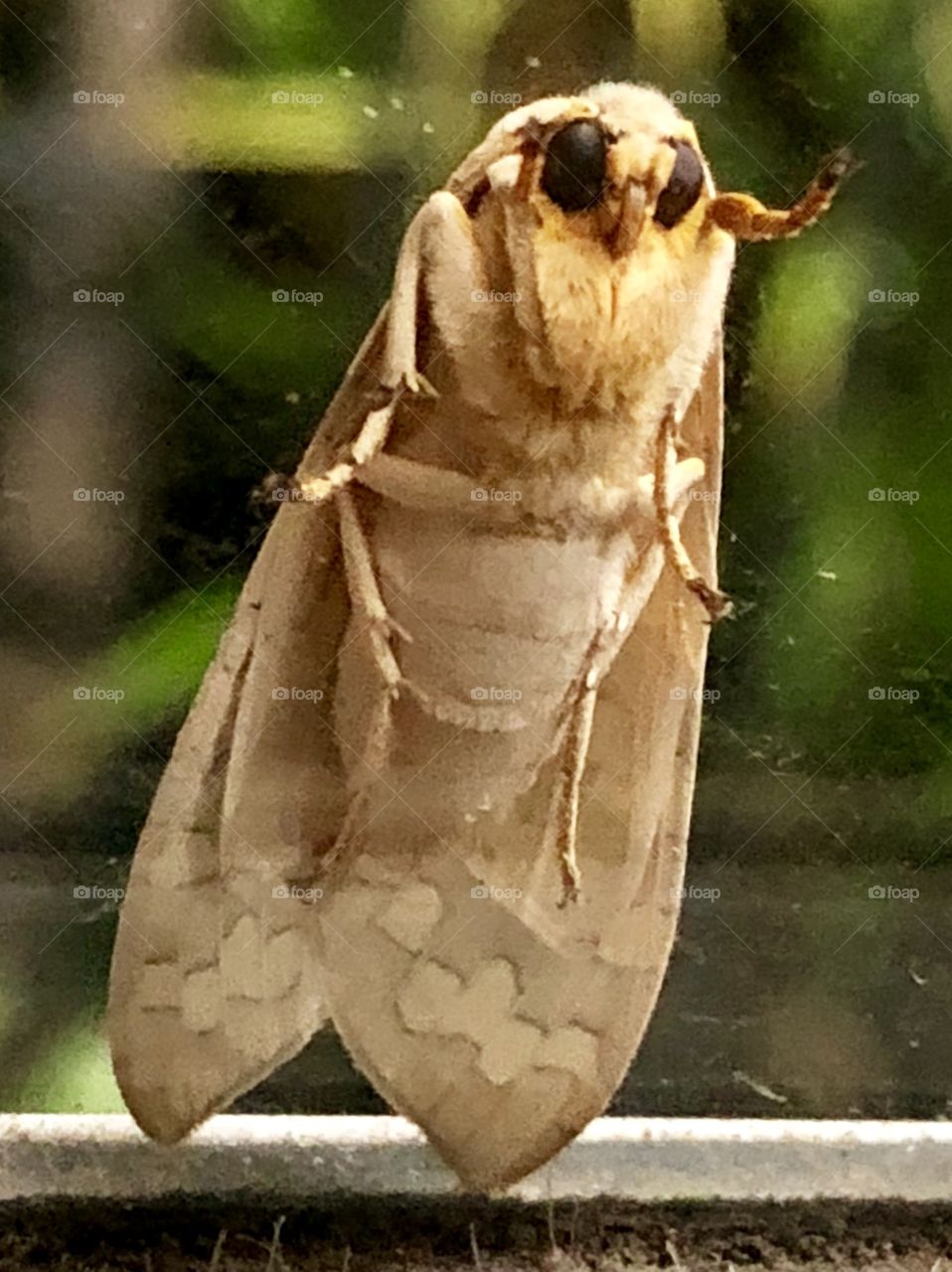 The underside of the curious moth, it’s tiny face pressed closely to the glass door.