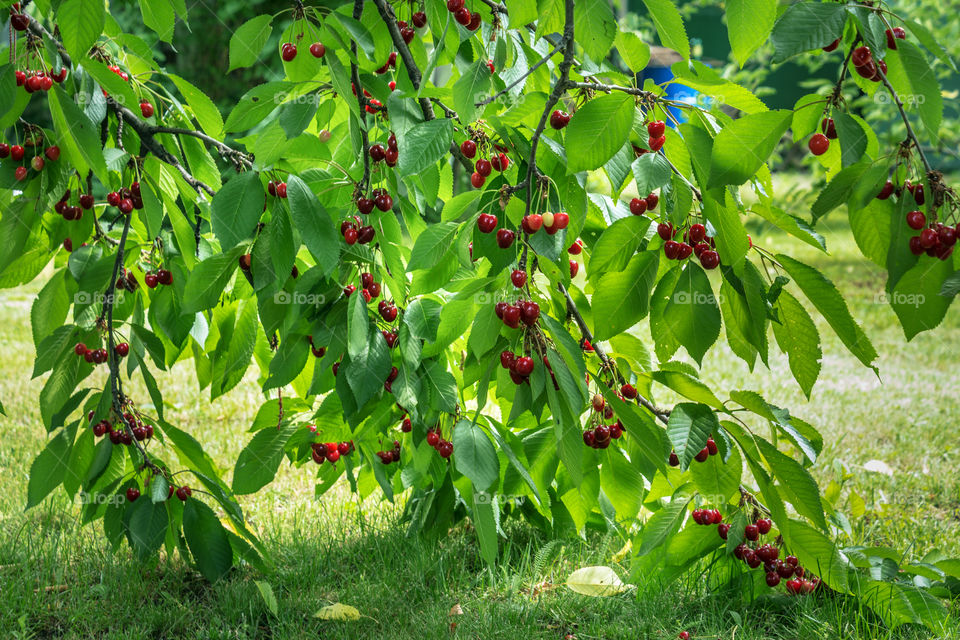 Picture of branches and fruits of cherry tree