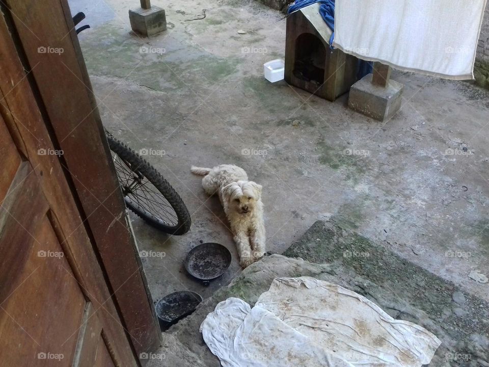 cão esperando ganhar comida