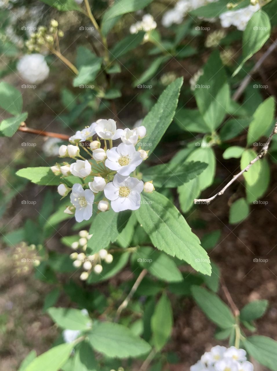 Flowering white blossoms 