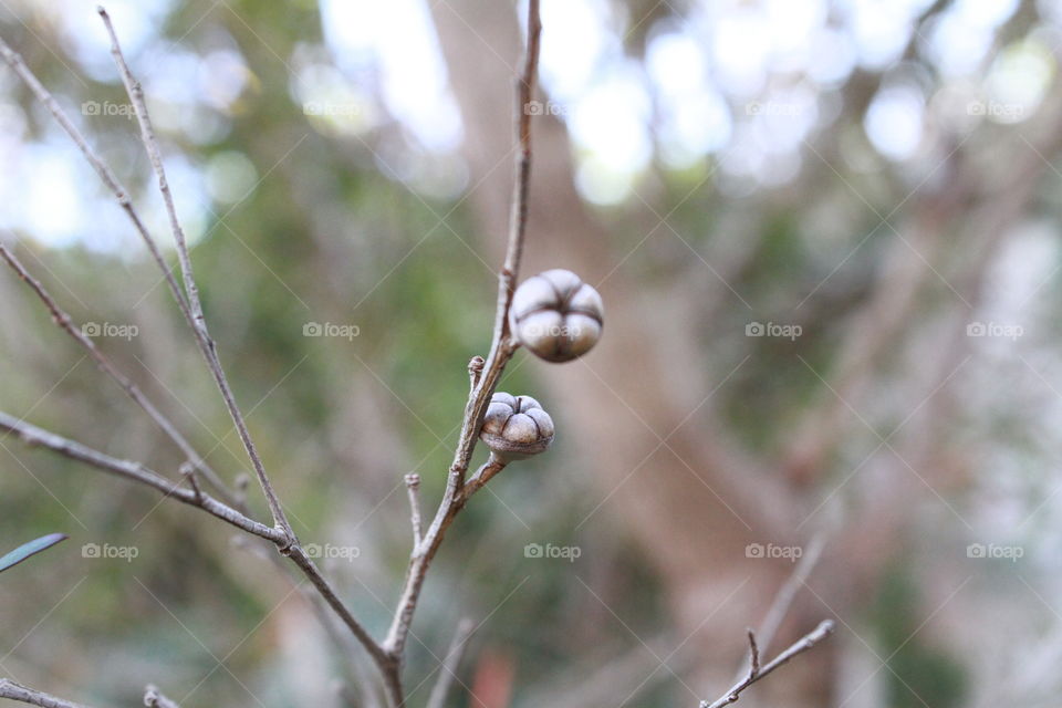 Tea tree Seed Pod