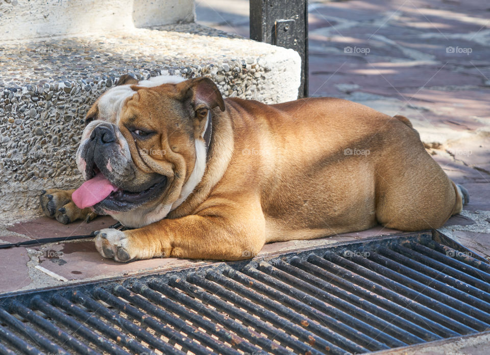 Bulldog lying in a extreme hot day 