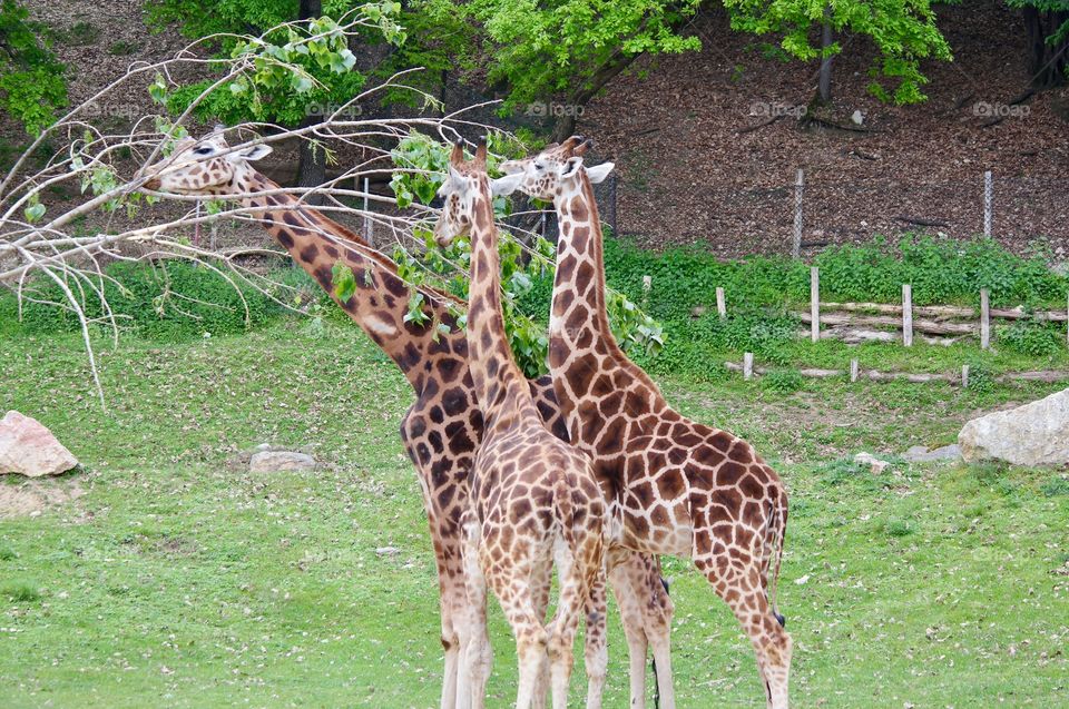 Triple giraffes 