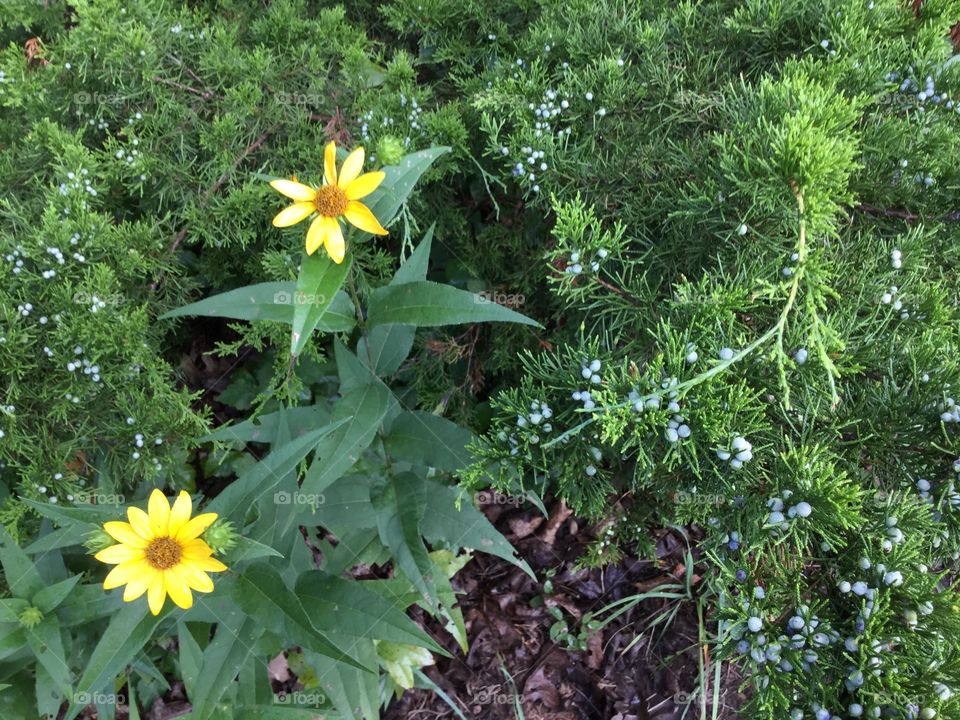 Yellow flowers with green background