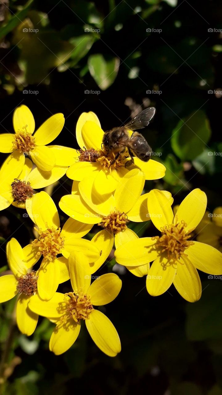 Diligent Bee:Breathtaking Nature: Captivating Shot of a Bee Enjoying Meadow.