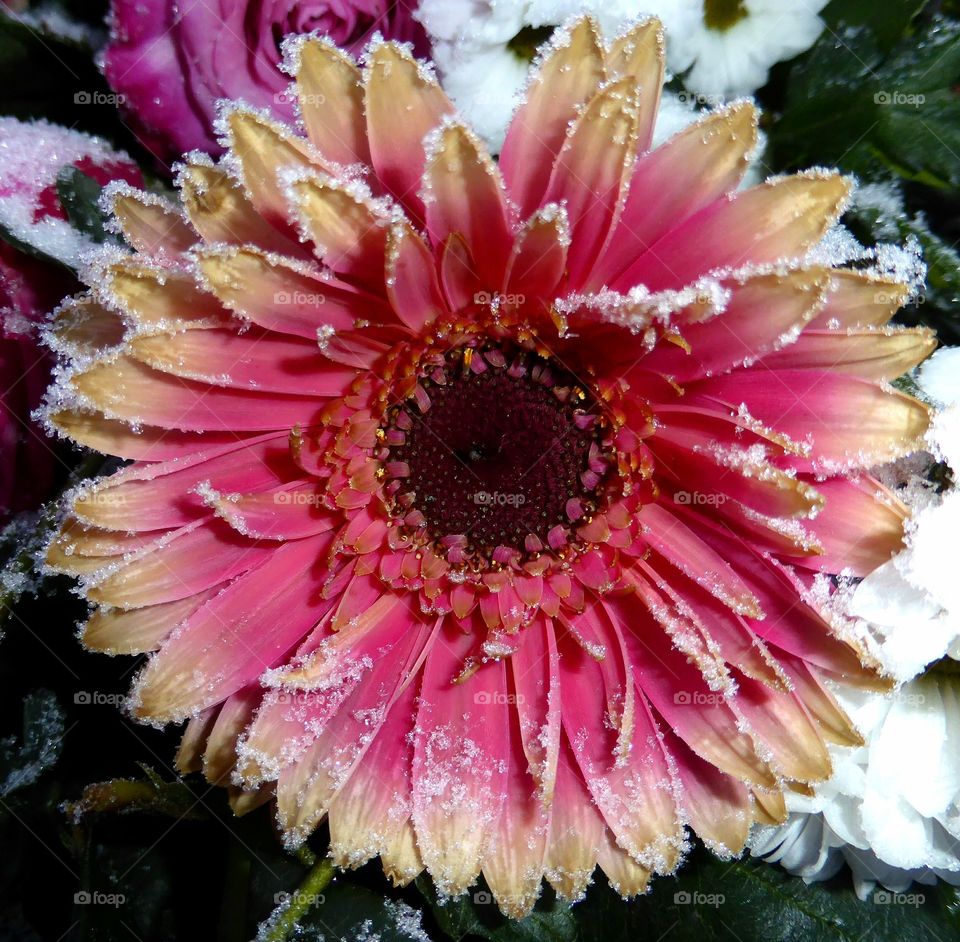 Frozen gerbera