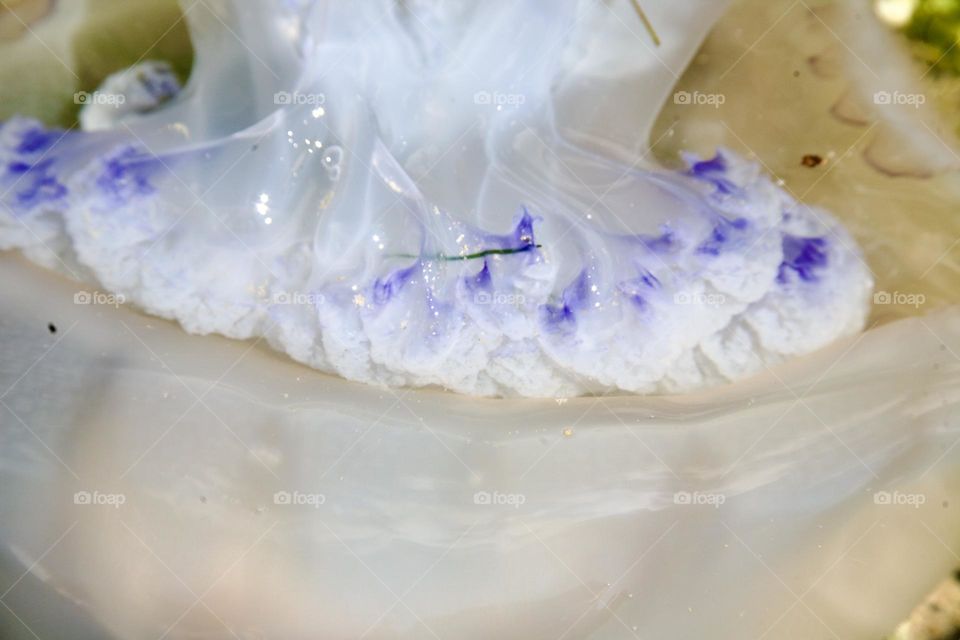 Медуза крупным планом 