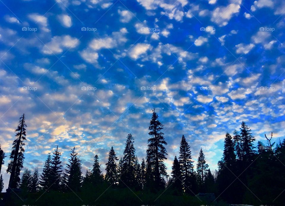 Sequoia at Sunset