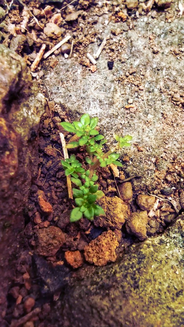 green plant