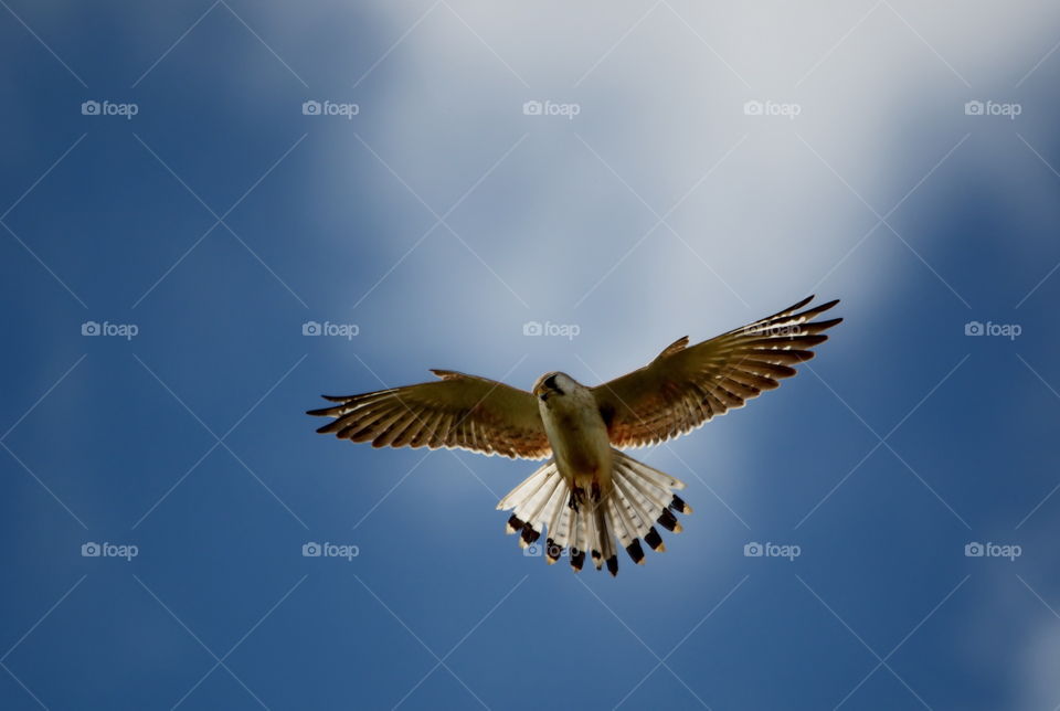 Nankeen kestrel in flight hunting
