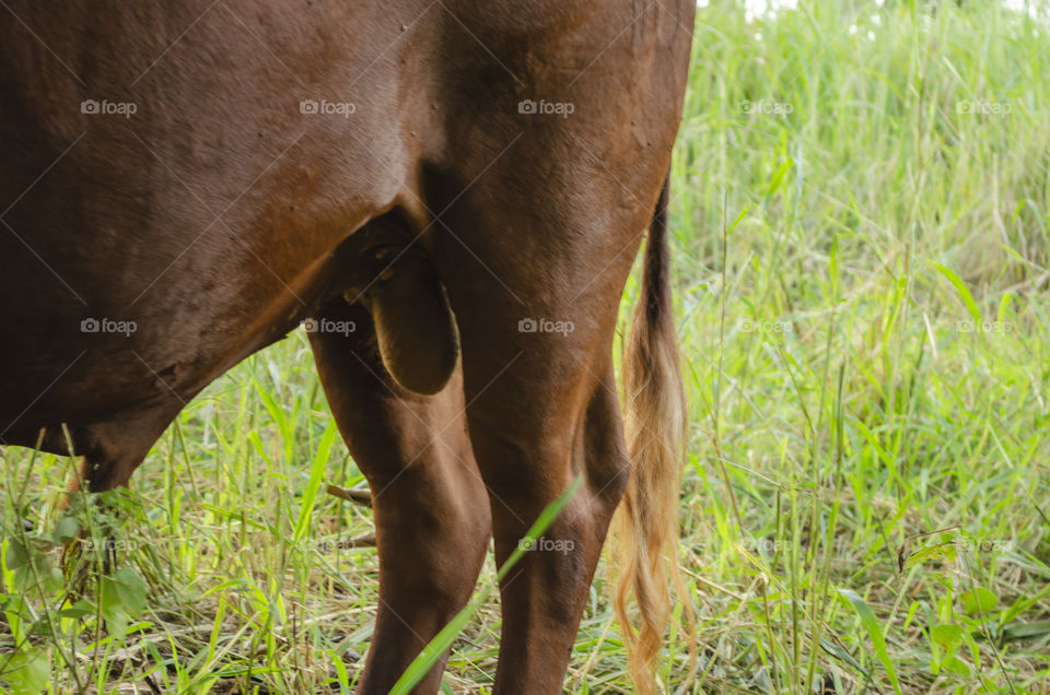 Ticks Feed