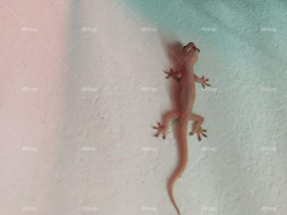 Natural animal photographs