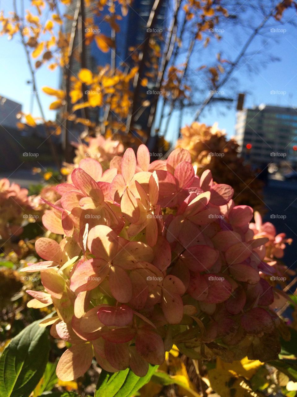 Sunlight on flowers
