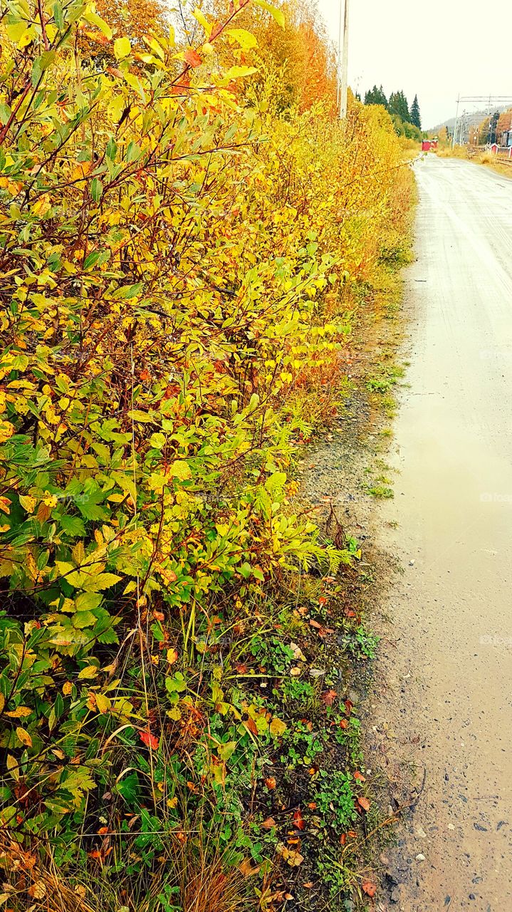 Rainy autumn walkway