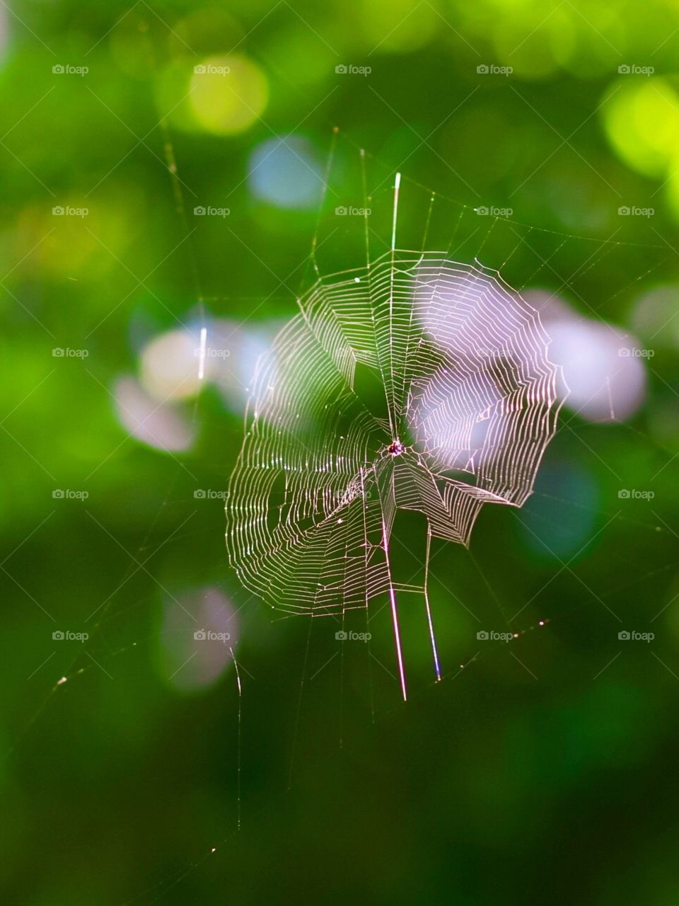 The Spider Web 