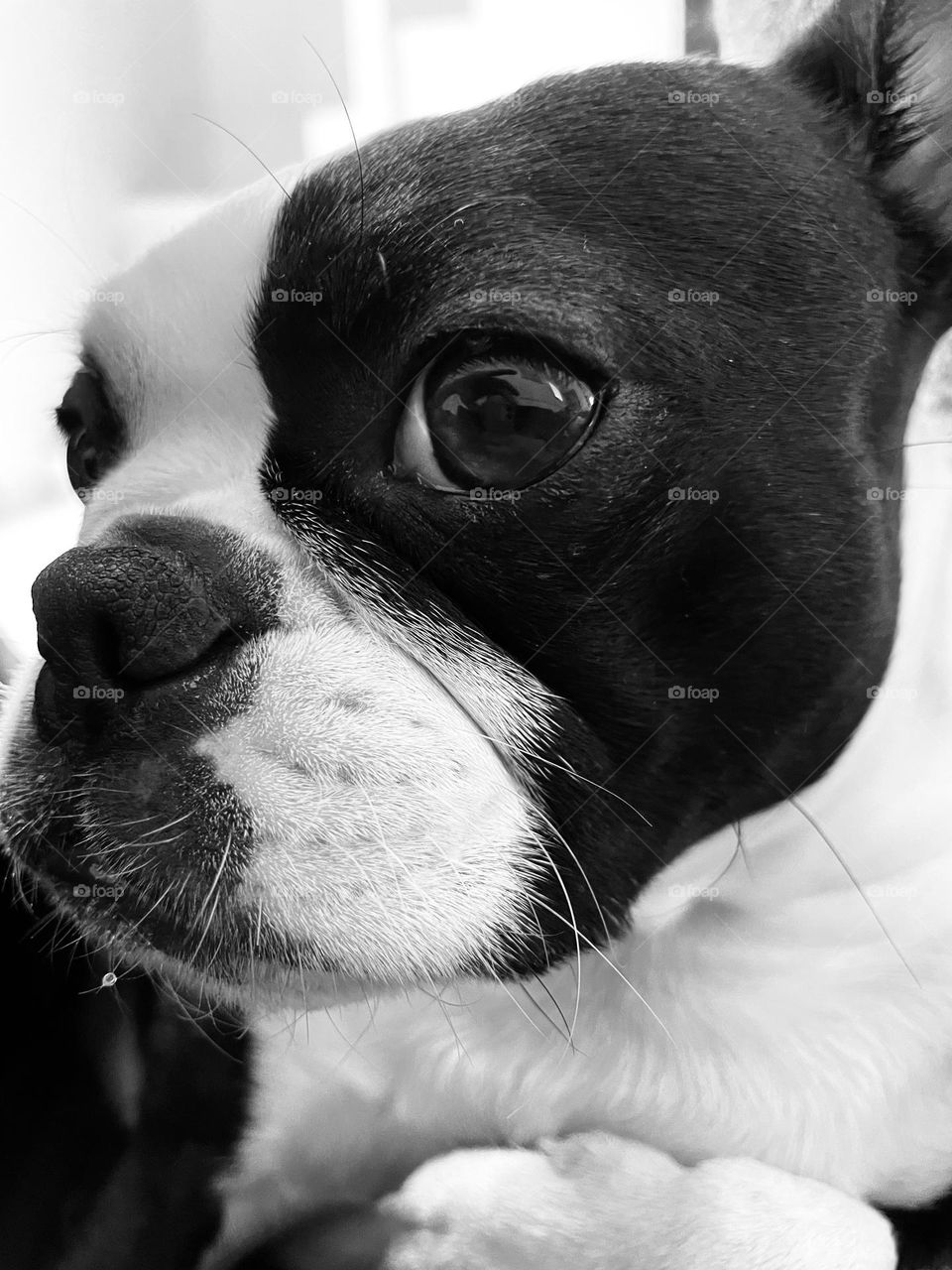 Boston Terrier 