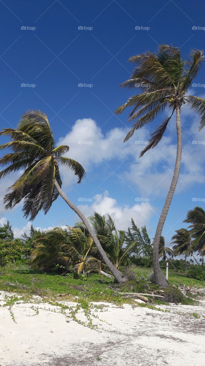 palmeras. Belice