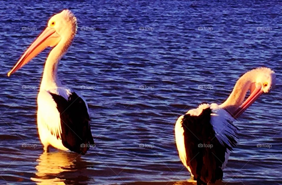 Pelicans. Kalbarri Western Australia