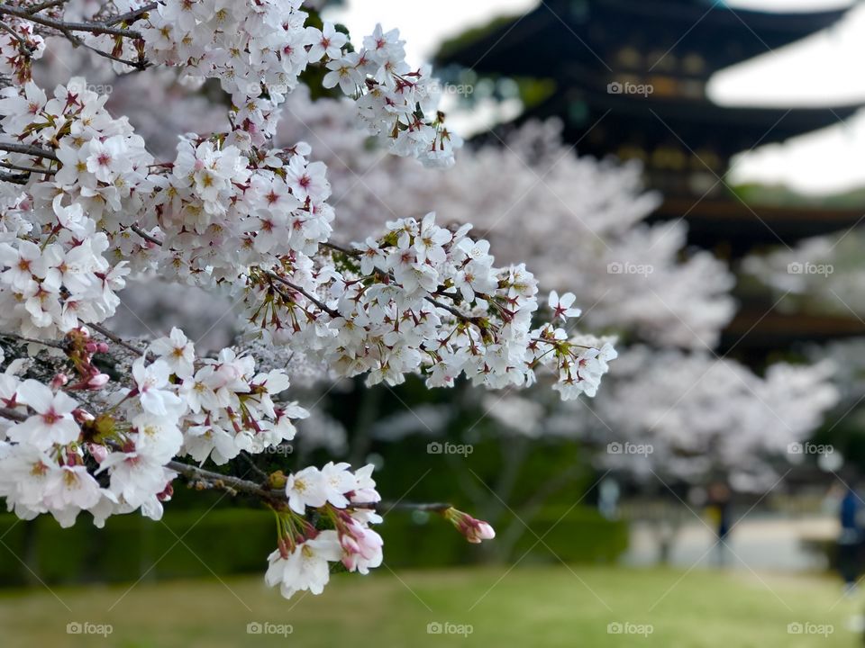 The beauty of Sakura