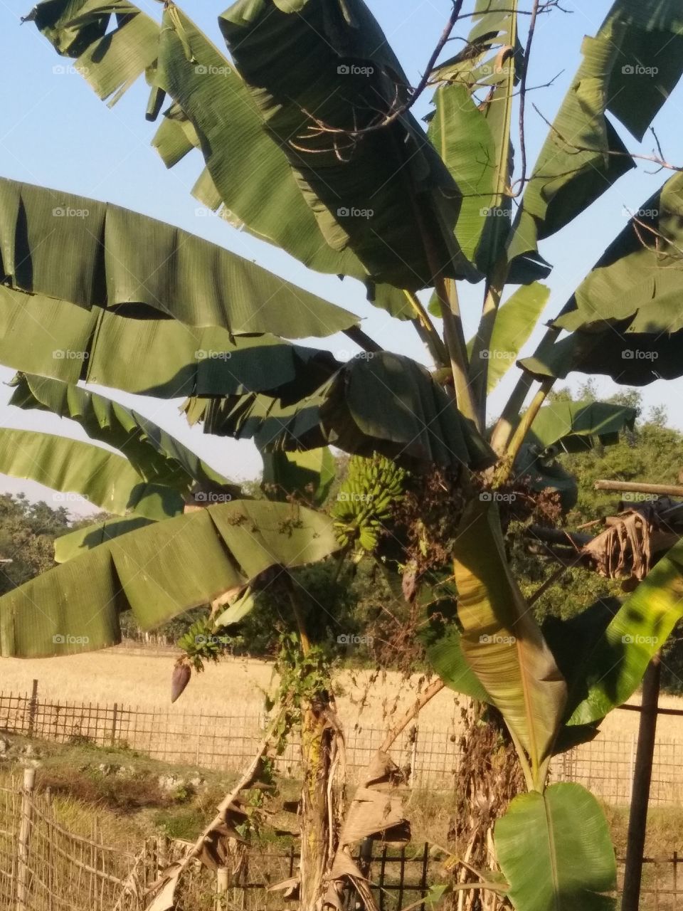 Banana tree Growing in the countryside