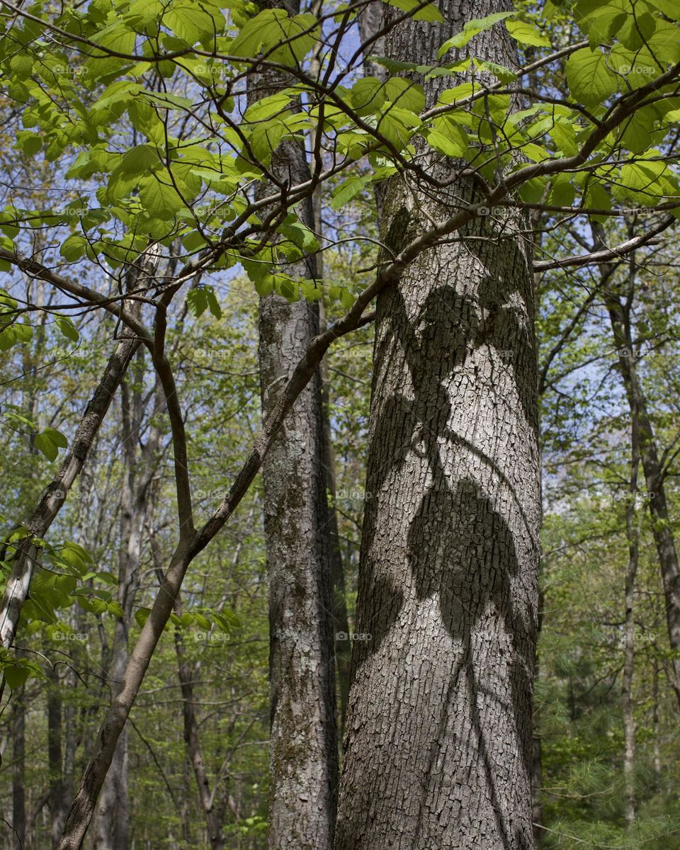The forest casting shadows on itself
