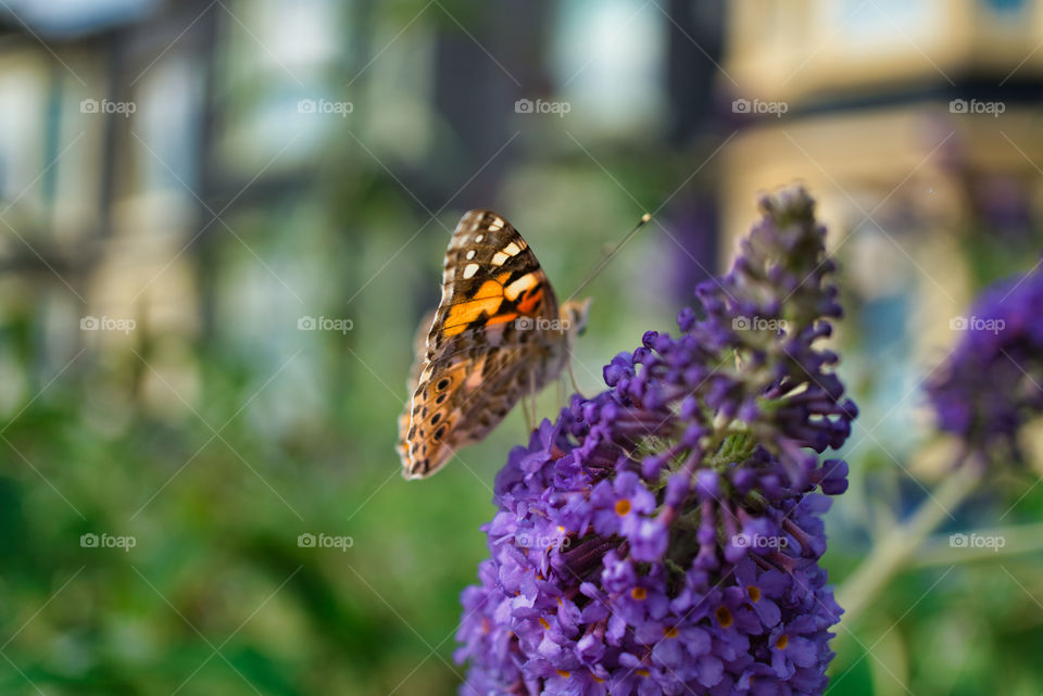 painted lady butterfly