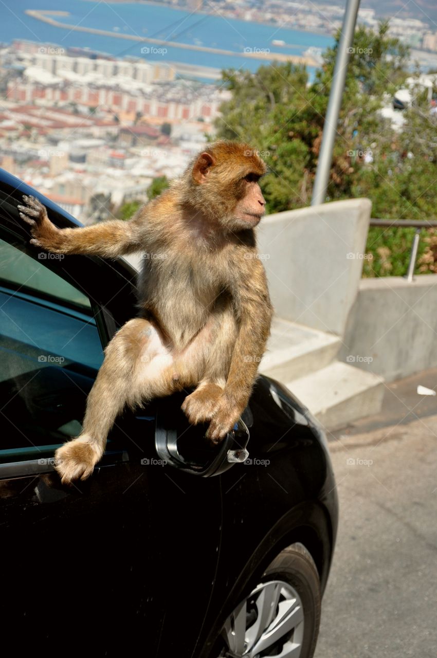 unexpected guest on the car