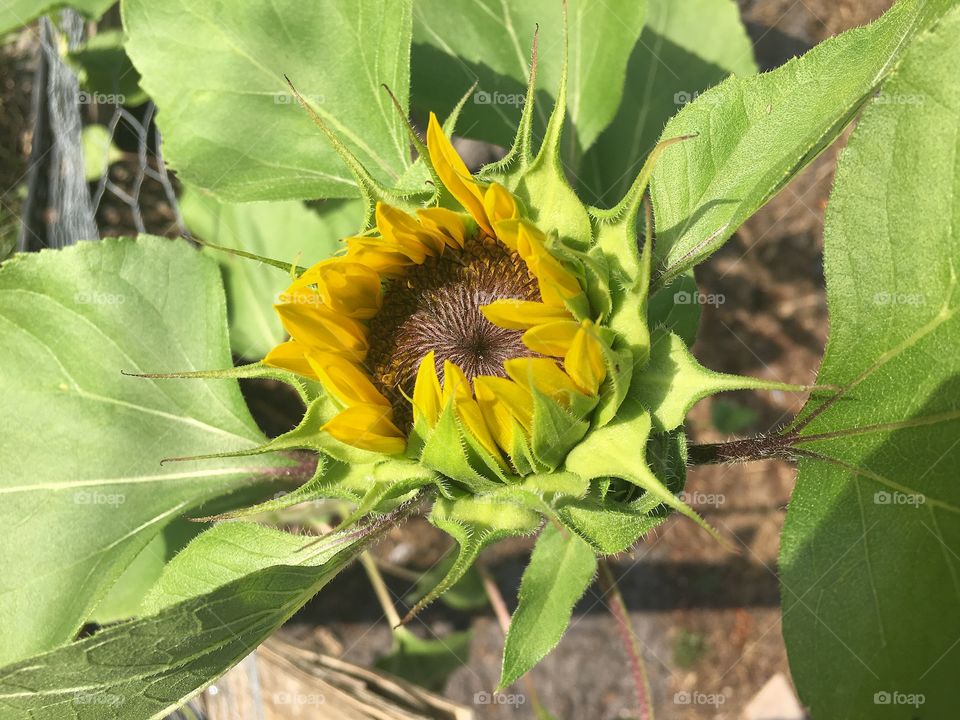Sunflower in bloom reaching for the sun
