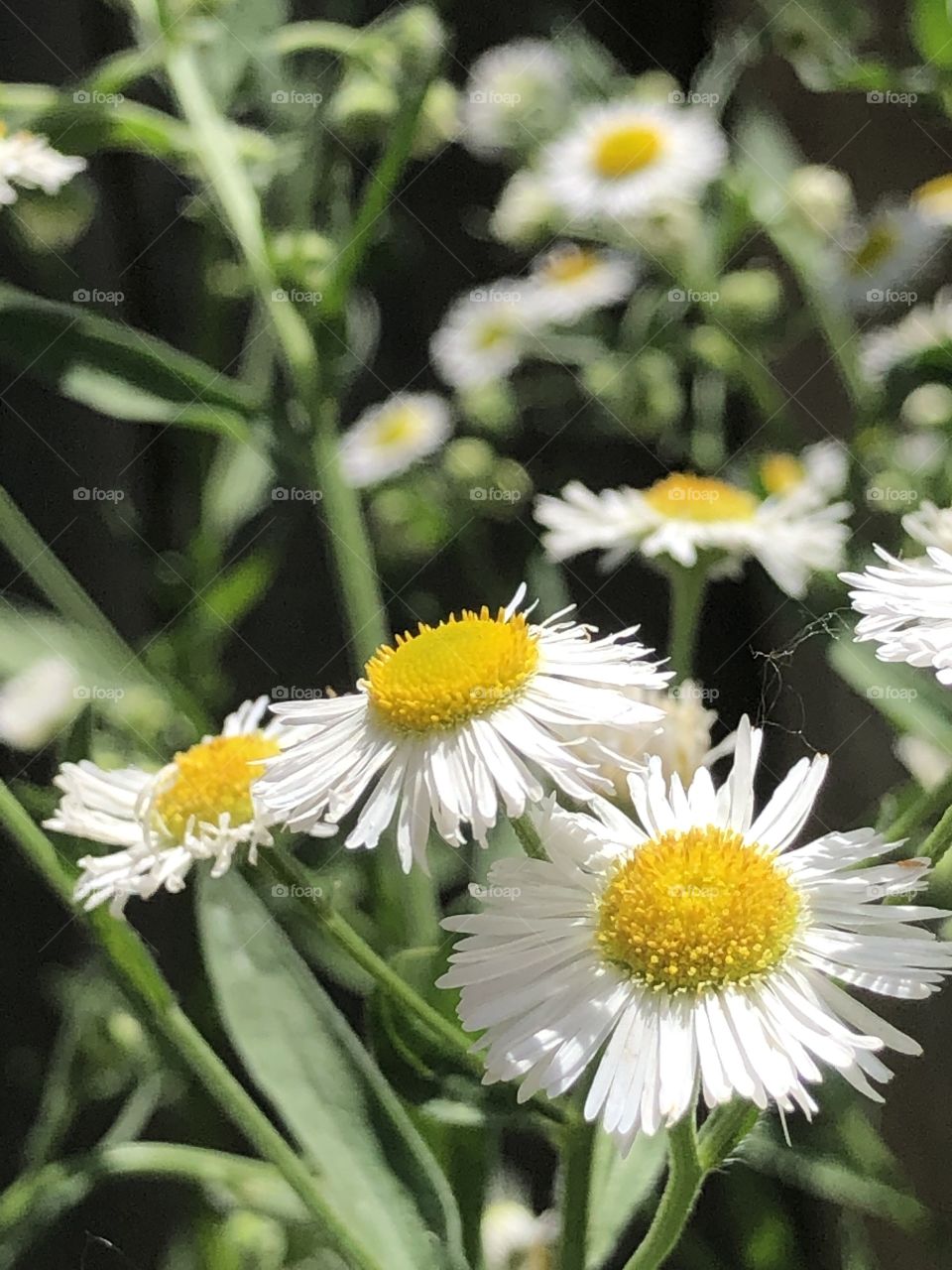 Flowers of summer