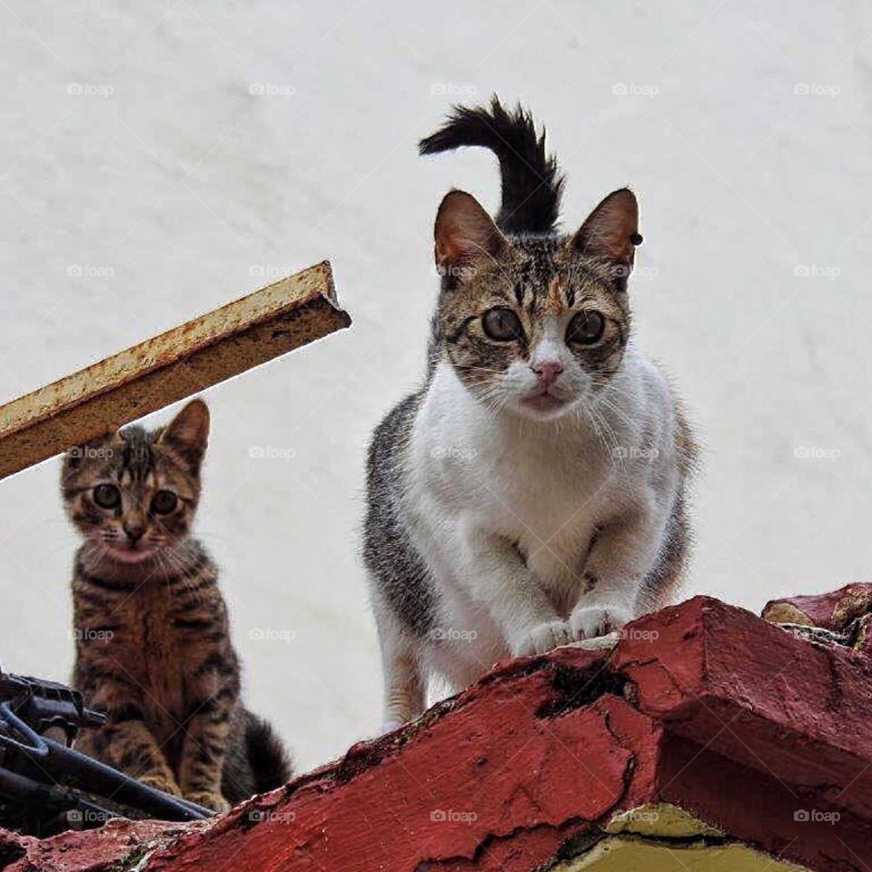 Cats on the roof