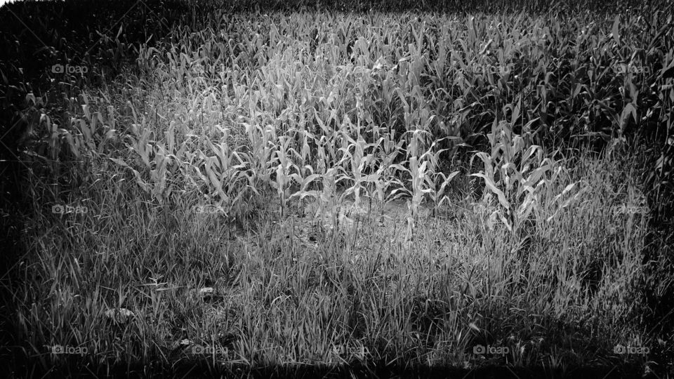 Edge of the corn field