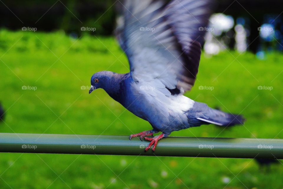 Pigeon. Pigeon on the fence