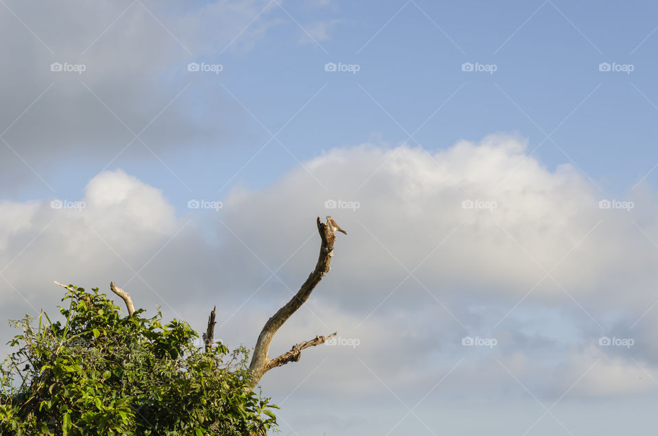 Bird Landing On Dried Branch Against Sky Background